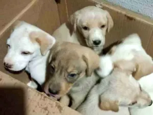 Cachorro raça Não sei  idade 2 a 6 meses nome Filhotes