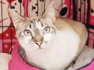 Gato raça Srd  idade 7 a 11 meses nome Nicole