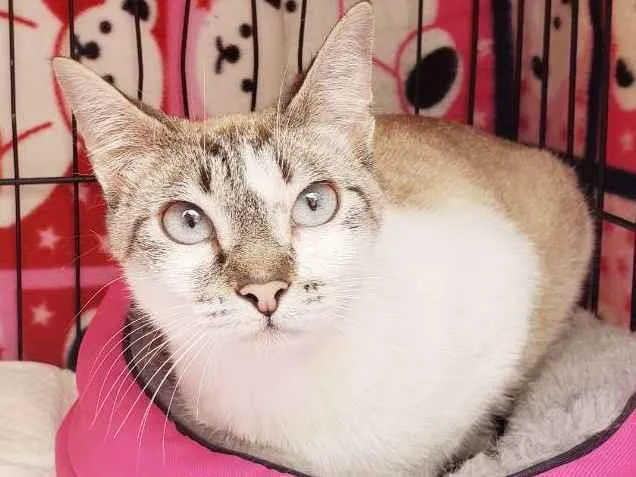 Gato raça Srd  idade 7 a 11 meses nome Nicole