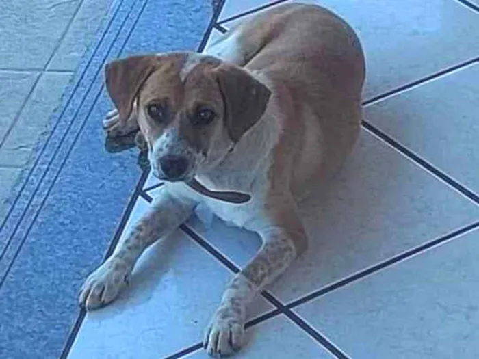 Cachorro ra a Vira lata  idade 7 a 11 meses nome Chico