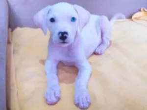 Cachorro raça Vira-lata idade 2 a 6 meses nome Branquinha