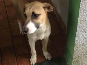 Cachorro raça Sem raça definida idade 7 a 11 meses nome Caramelinho