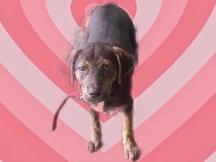 Cachorro raça Srd idade 2 a 6 meses nome Ricky bb4meses lindo