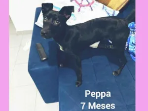 Cachorro raça Srd  idade 7 a 11 meses nome Peppa
