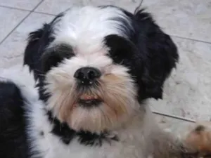 Cachorro raça Lhasa Apso idade 5 anos nome Pepa Dog