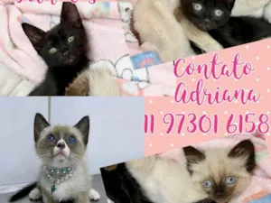 Gato raça Srd idade 2 a 6 meses nome Gatinhos fofos 