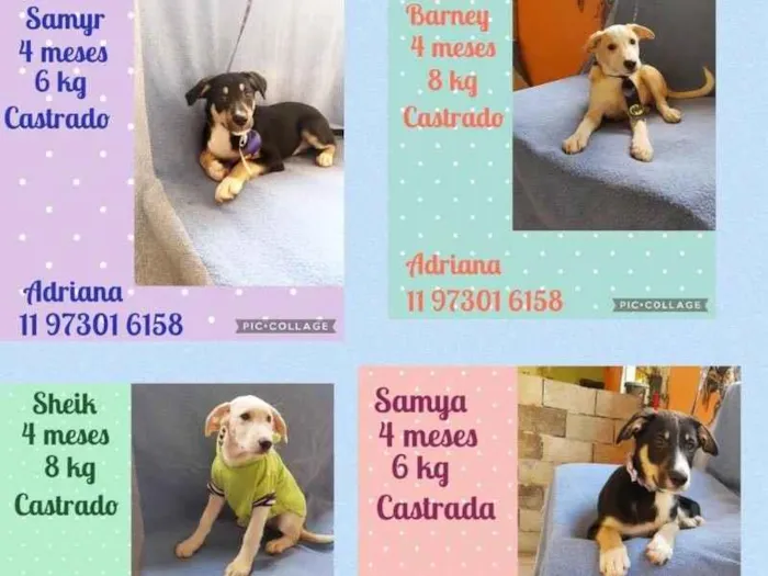 Cachorro raça Srd idade 2 a 6 meses nome Filhotes caes