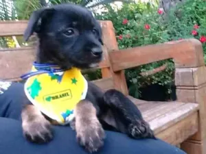 Cachorro raça s/r idade 2 a 6 meses nome Linda