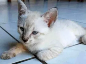 Gato raça siames/viralata idade Abaixo de 2 meses nome gato 4