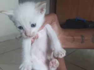 Gato raça Mestiço idade Abaixo de 2 meses nome Não tem