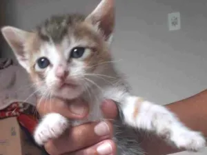 Gato raça Mestiço idade Abaixo de 2 meses nome Não tem
