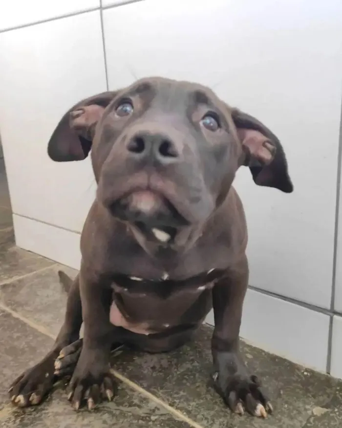 Cachorro ra a PITBULL idade 1 ano nome MORGANA