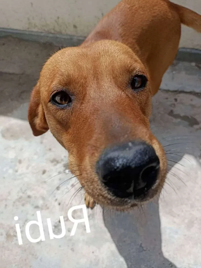 Cachorro ra a SRD idade 7 a 11 meses nome RUBY