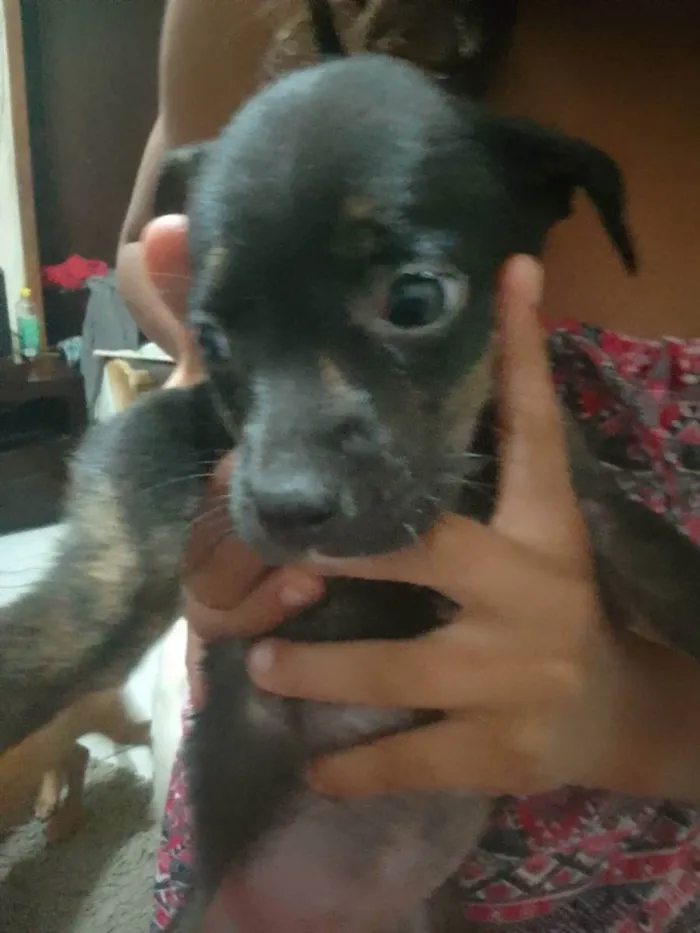 Cachorro ra a Srd idade 2 a 6 meses nome Sem nome