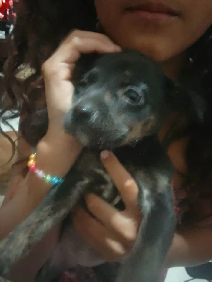 Cachorro ra a Srd idade 2 a 6 meses nome Sem nome
