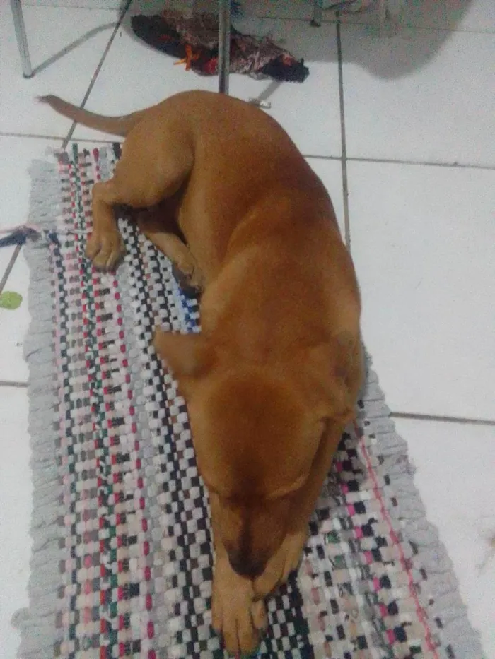 Cachorro ra a Srd idade 2 a 6 meses nome Sem nome