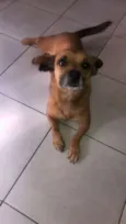 Cachorro raça Srd idade 4 anos nome Pituxa