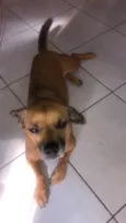 Cachorro raça Srd idade 4 anos nome Pituxa