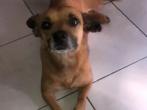 Cachorro raça Srd idade 4 anos nome Pituxa