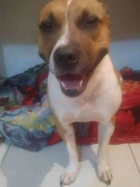 Cachorro ra a Pit bul idade 5 anos nome Gaia