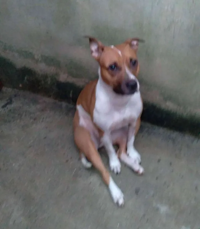 Cachorro ra a Pit bul idade 5 anos nome Gaia