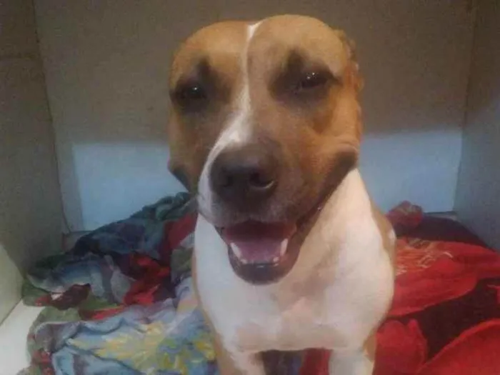 Cachorro ra a Pit bul idade 5 anos nome Gaia