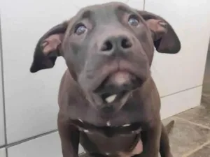 Cachorro raça PITBULL idade 1 ano nome MORGANA