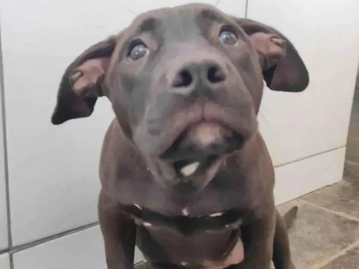 Cachorro ra a PITBULL idade 1 ano nome MORGANA