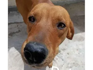 Cachorro raça SRD idade 7 a 11 meses nome RUBY