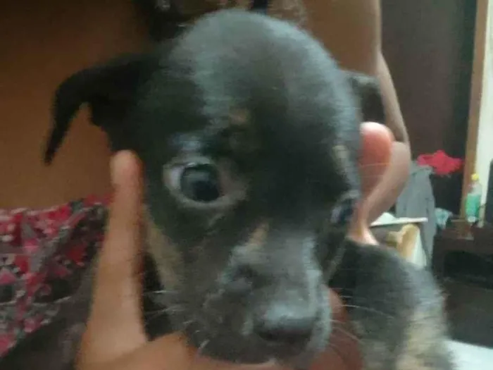 Cachorro ra a Srd idade 2 a 6 meses nome Sem nome