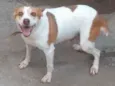 Cadela