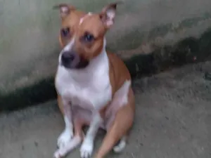 Cachorro raça Pit bul idade 5 anos nome Gaia