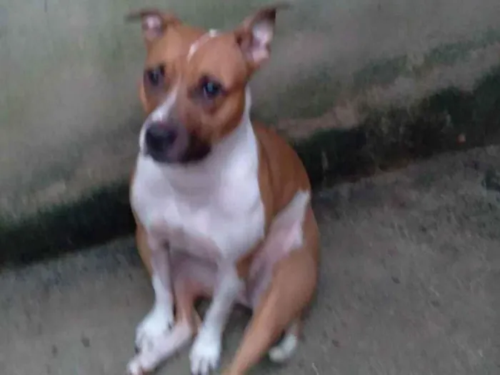 Cachorro ra a Pit bul idade 5 anos nome Gaia