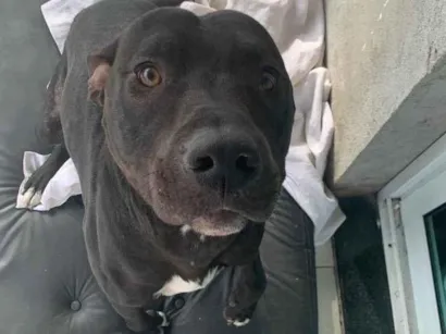 Cachorro raça Pit bull idade 7 a 11 meses nome Jorge 