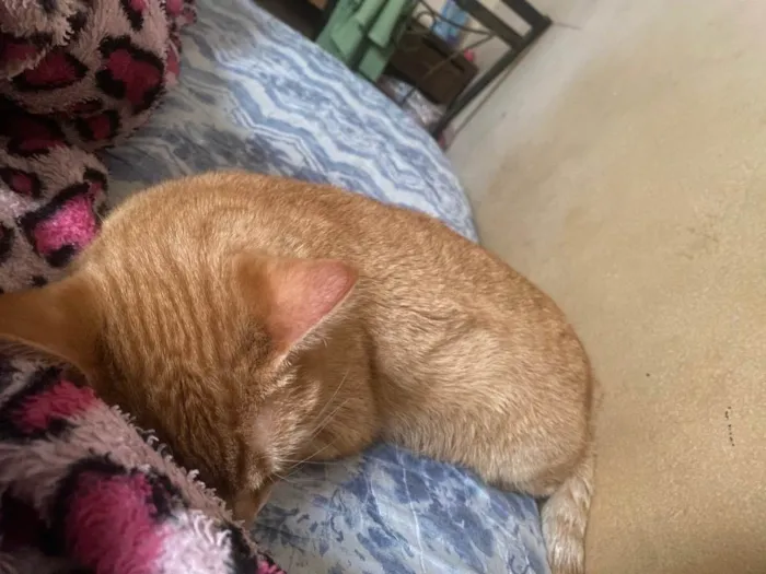 Gato ra a SRD idade 7 a 11 meses nome Moana 