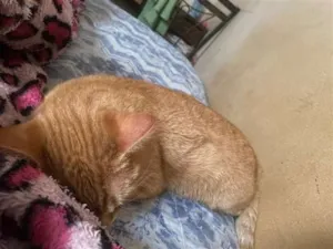 Gato raça SRD idade 7 a 11 meses nome Moana 