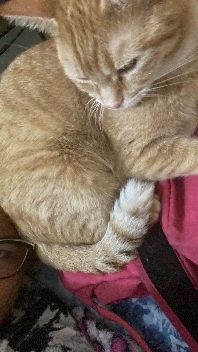 Gato ra a SRD idade 7 a 11 meses nome Moana 