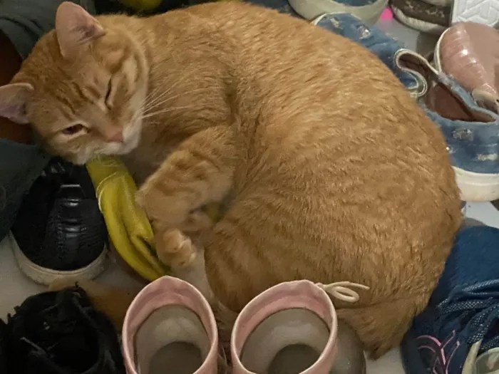 Gato ra a SRD idade 7 a 11 meses nome Moana 