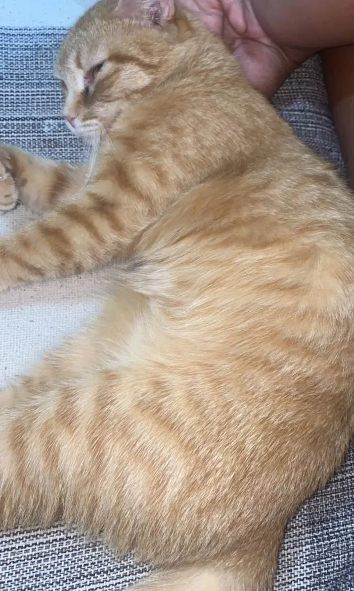 Gato ra a SRD idade 7 a 11 meses nome Moana 