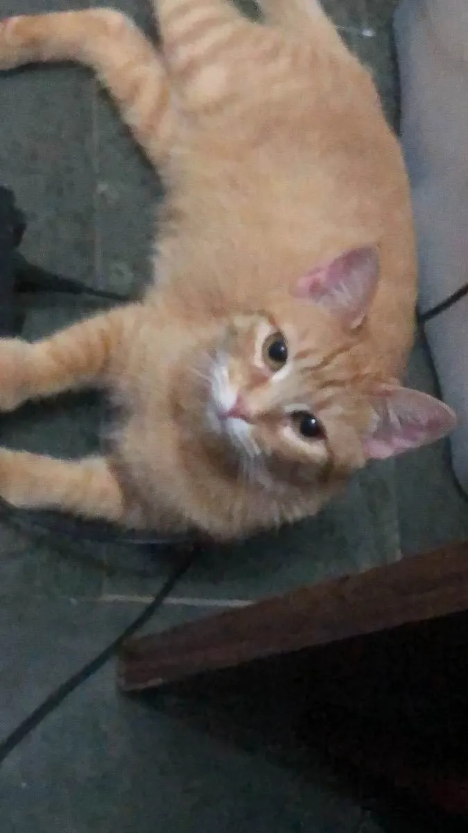 Gato ra a SRD idade 7 a 11 meses nome Moana 
