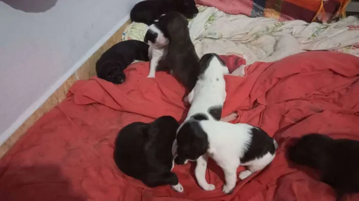 Cachorro raça Raça não definida idade Abaixo de 2 meses nome No momento sem nome