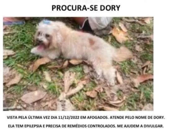 Cachorro ra a Lahasa Apso idade 4 anos nome Dory