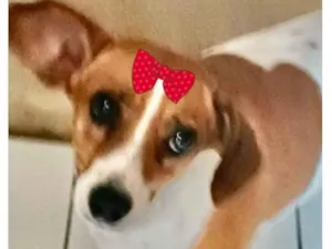 Cachorro raça Mestiça  idade 3 anos nome Valentina 