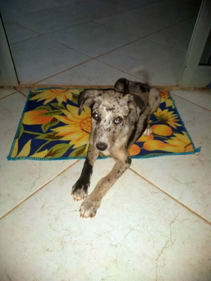 Cachorro raça Viralata  idade 2 a 6 meses nome Nina 