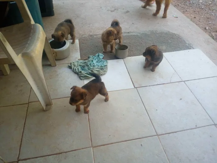 Cachorro ra a Chow Chow misturado  idade Abaixo de 2 meses nome Sem nome