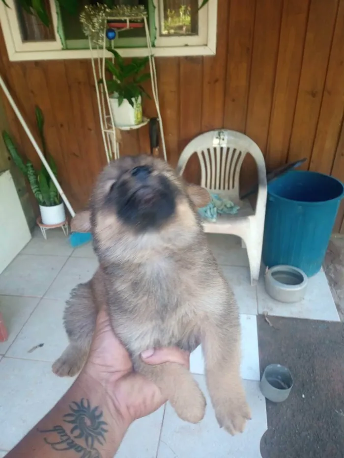 Cachorro ra a Chow Chow misturado  idade Abaixo de 2 meses nome Sem nome