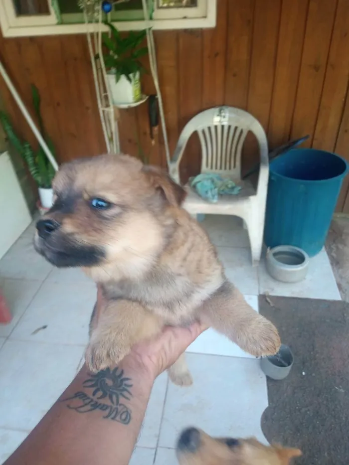 Cachorro ra a Chow Chow misturado  idade Abaixo de 2 meses nome Sem nome