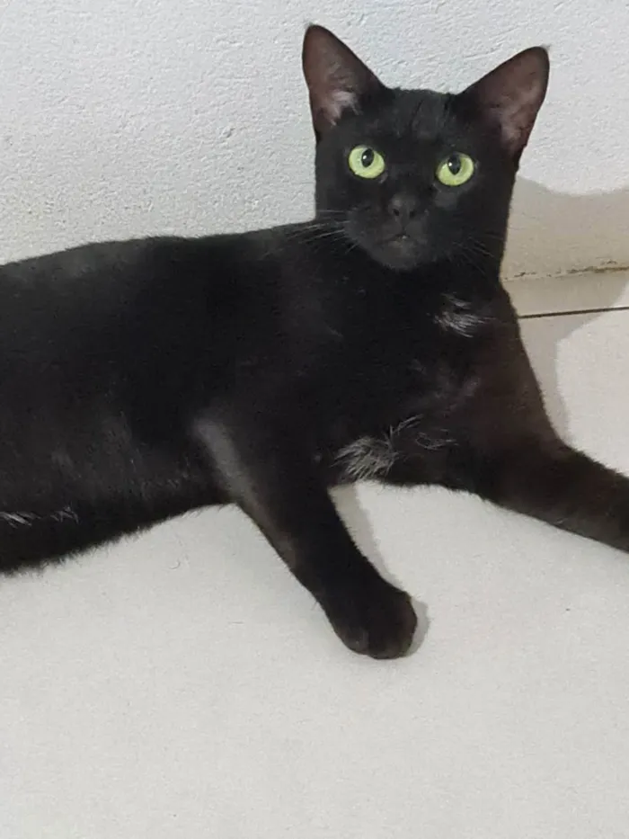 Gato ra a SRD idade 1 ano nome Preta