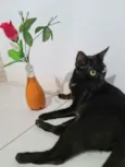Preta