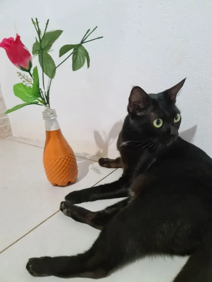 Gato ra a SRD idade 1 ano nome Preta